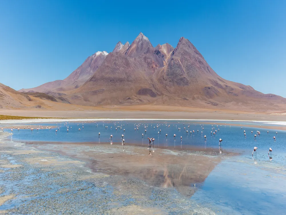 <p><strong>Andean Flamingos Grace Caapa Lake</strong></p>