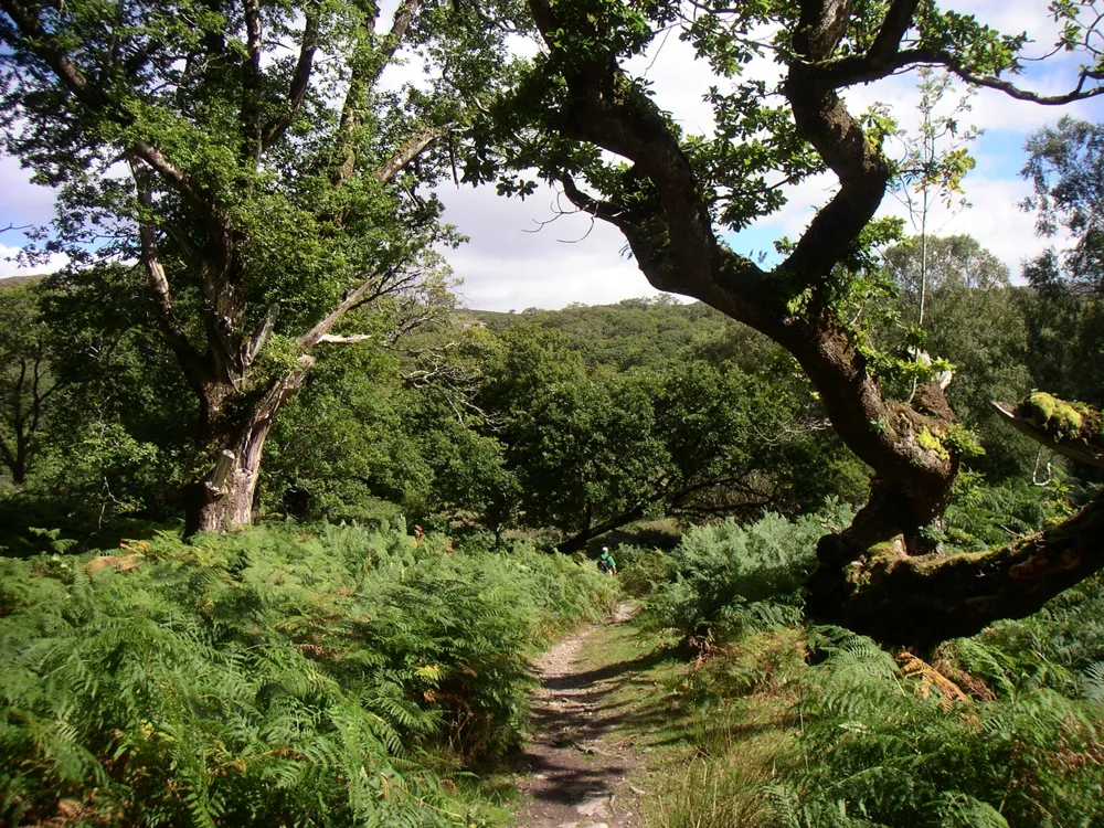 <p><strong>Kerry Way's Verdant Oak Journey</strong></p>