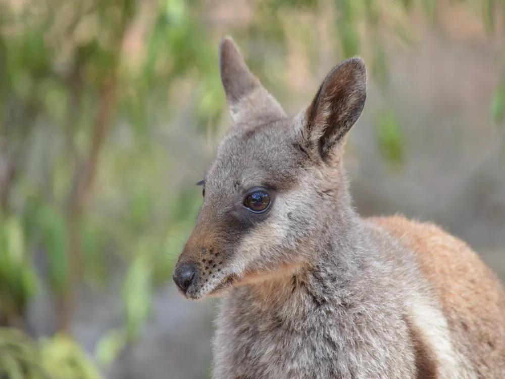 Alice springs