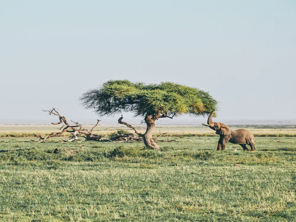 Amboseli national park