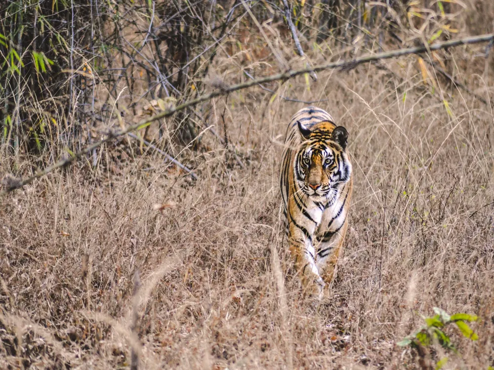 Bandhavgarh national park