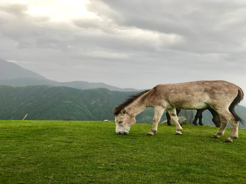 Kangra