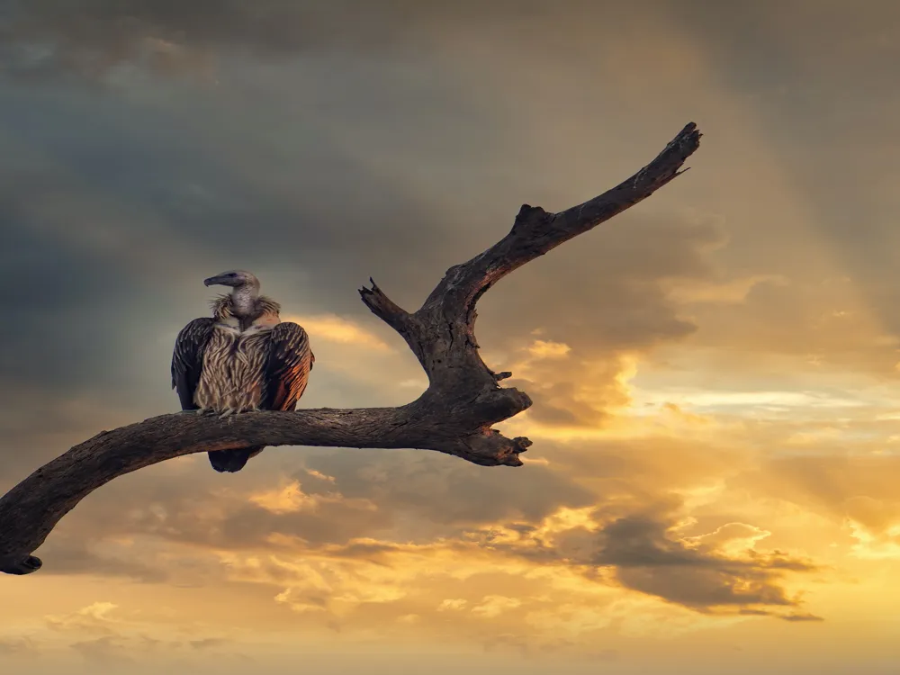 Kaziranga national park