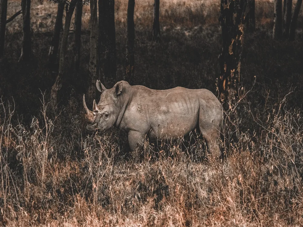 Lake nakuru national park