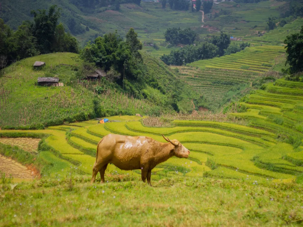 Lao cai