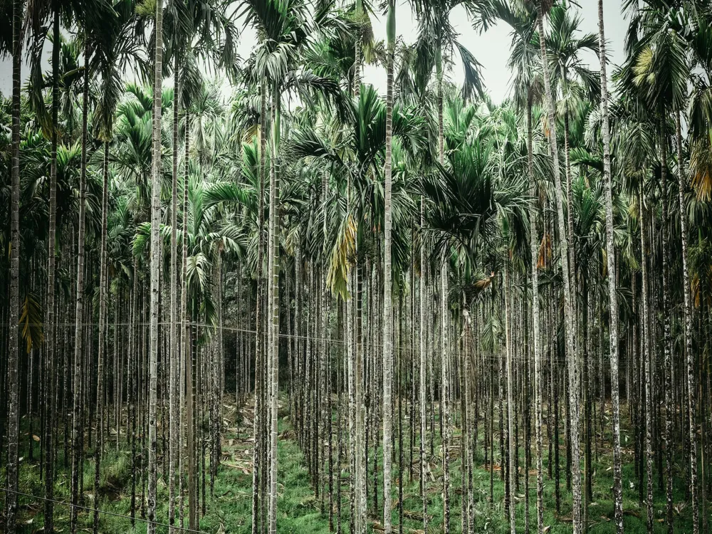 Madikeri