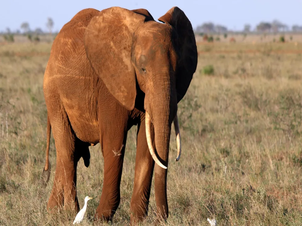 Mount kenya national park