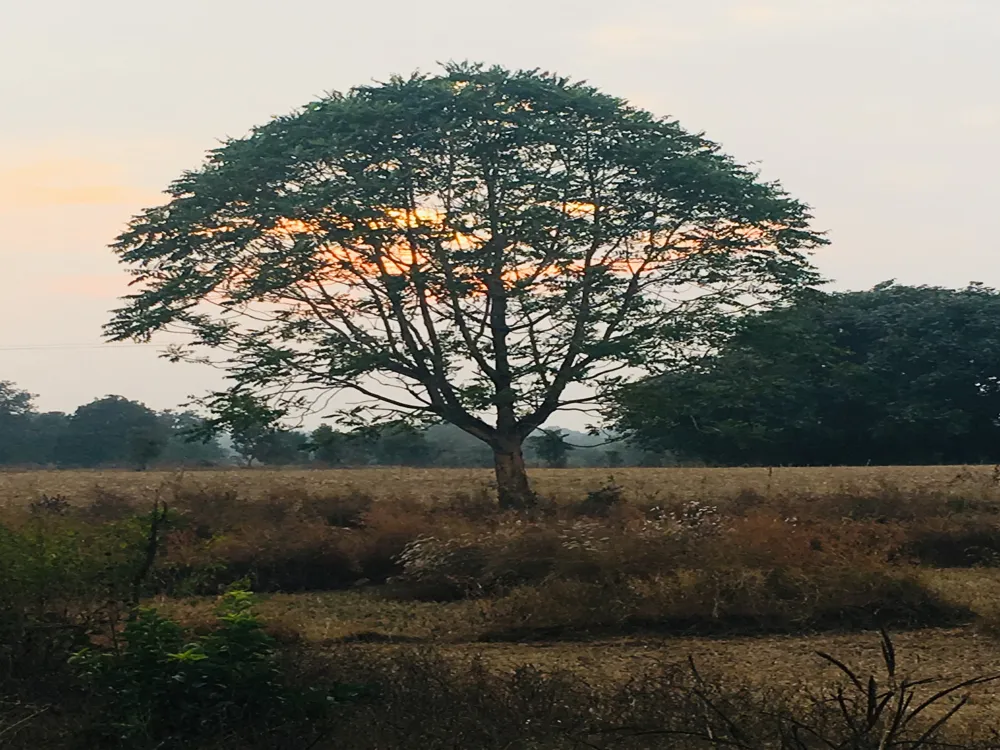 Pench national park