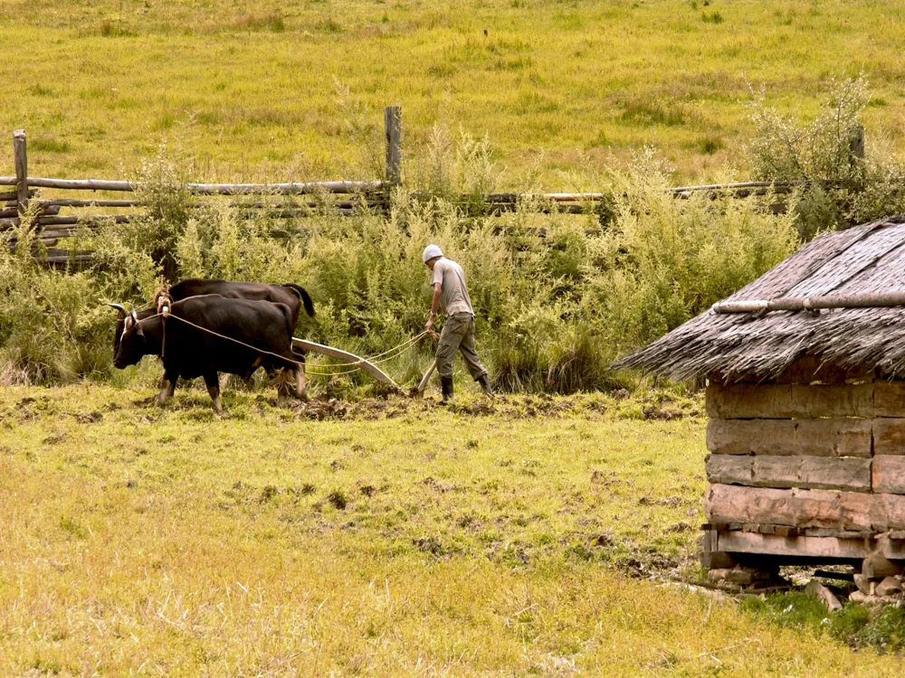 Phobjikha valley