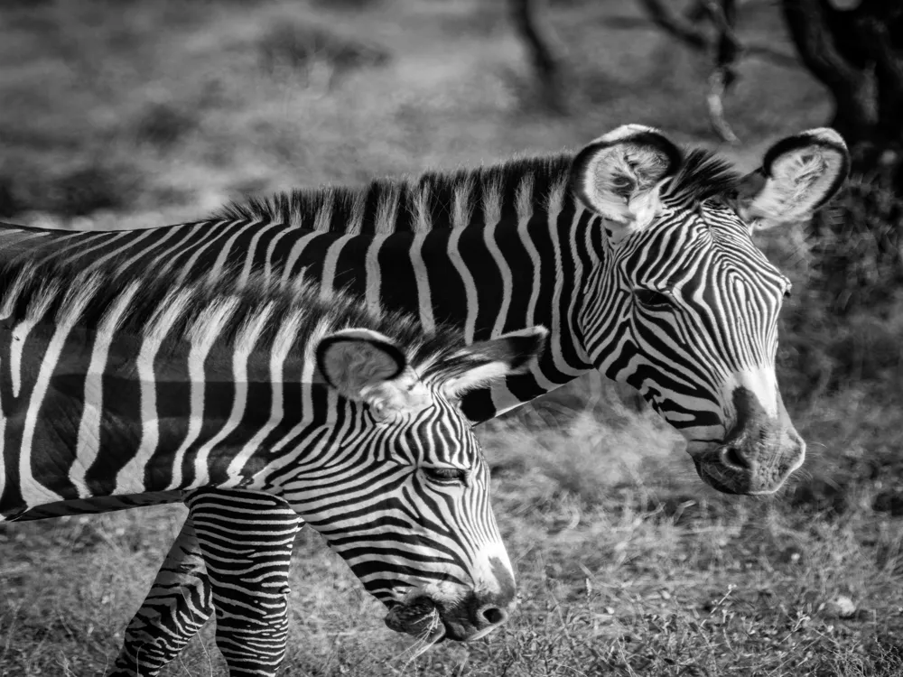 Samburu national reserve