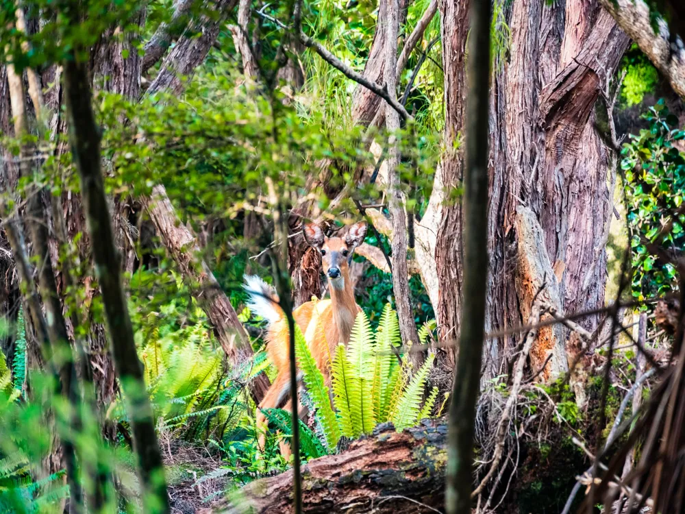 Stewart island