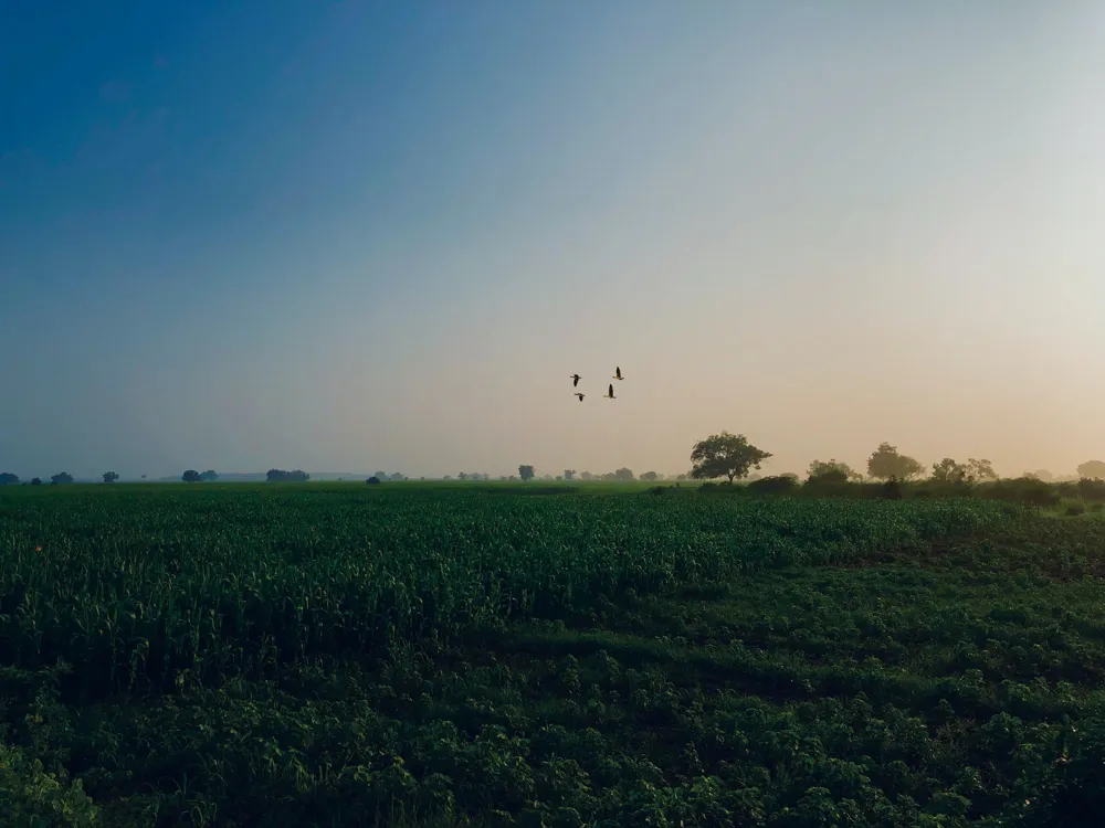 Tenkasi