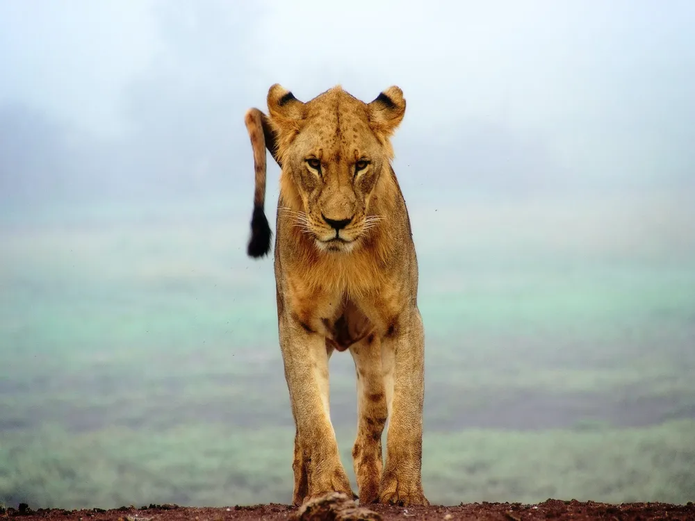 Tsavo west national park