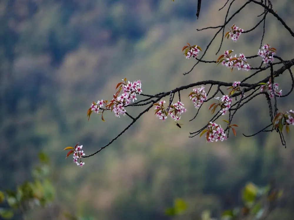 Wangdue phodrang