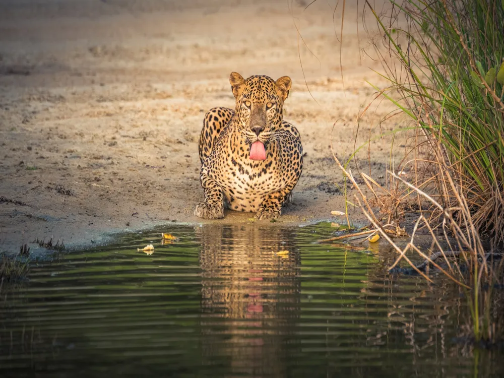 Wilpattu national park